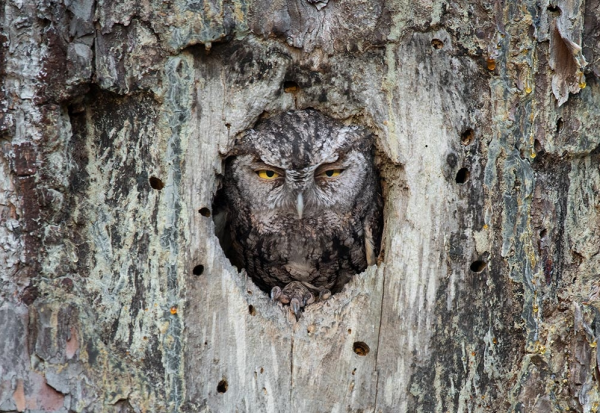A photo by wildlife photographer Jared Lloyd