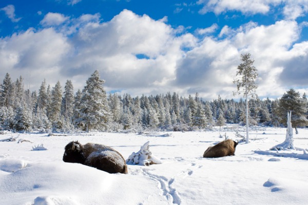Yellowstone Best Winter Photography Locations