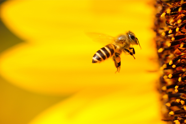 Bumblebee photo by Boris Smokrovic