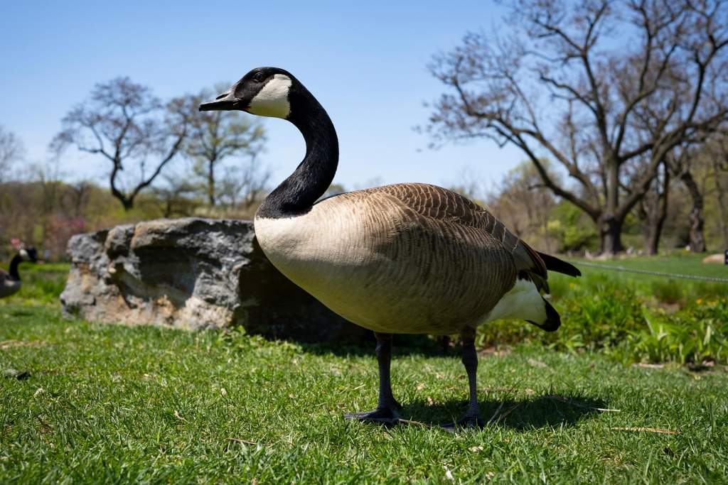 Photo of a goose taken using the Sigma 35mm F1.4 DG DN Art Lens