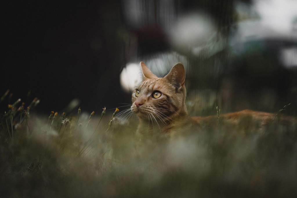 A photo of a cat with a shallow depth of field